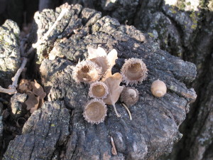 Acorns-Cups_Oak06-2011Oct-06-szs