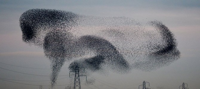 amazing starlings murmuration (full HD) -www.keepturningleft.co.uk amazing starlings murmuration (full HD) -www.keepturningleft.co.uk