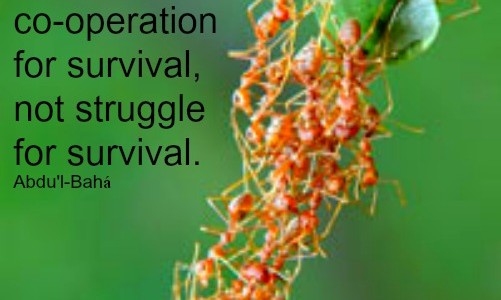 Struggle for Survival