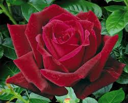 flower red rose blooming