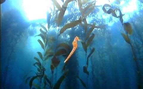 Kamal “Enchanted Worlds” Meditation music video