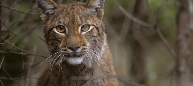 Why Are Animals Altruistic? Why Are Animals Altruistic?