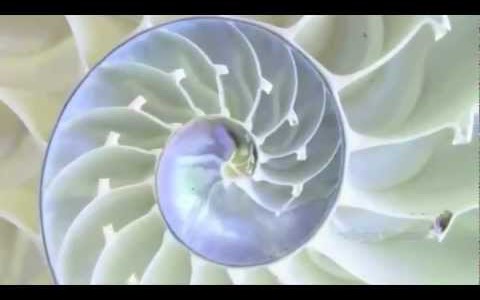 God Math: The Golden Spiral & Fibonacci Sequence.