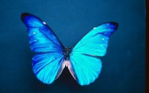 An Inspirational Story about Life – “The Man and the Butterfly”