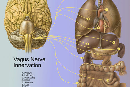 The vagus nerve, emotions and the difficulty with mindfulness practices